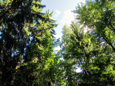 环境 森林 自然 美丽的 天空 太阳 木材 阳光 季节 夏天