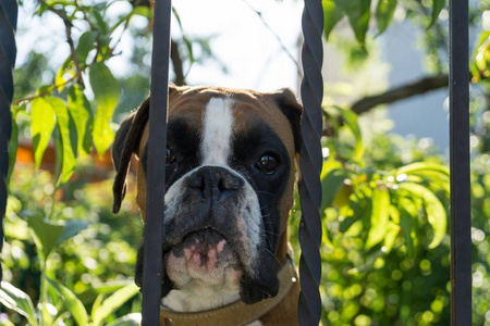 朋友 夏天 拳击手 纯种 有趣的 动物 肖像 繁殖 斗牛犬