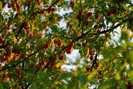 秋天 水果 自然 生长 落下 天空 树叶 素食主义者 花园