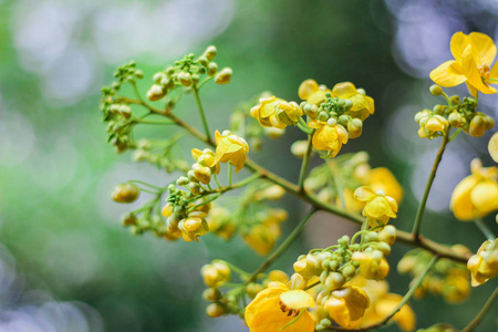 蜜蜂 开花 美丽的 领域 盛开 颜色 植物 花园 夏天 美女