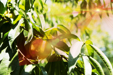 自然 分支 农业 夏天 颜色 植物 花园 甜的 番茄 水果