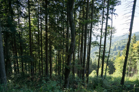 树叶 阳光 公园 秋天 自然 落下 夏天 风景 木材 太阳