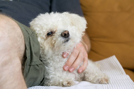 哺乳动物 乐趣 犬科动物 繁殖 房子 电源 血统 宠物 动物