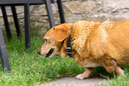 犬科动物 纯种 可爱的 动物 甜的 哺乳动物 繁殖 朋友