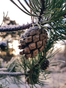 圆锥体 冬天 植物区系 木材 植物 松木 季节 美丽的 自然