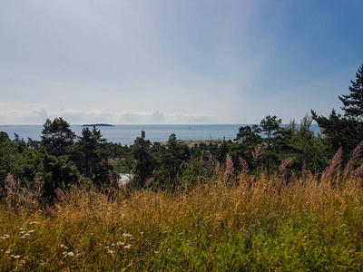 森林 植物区系 自然 天空 夏天 美丽的 植物 旅行 风景