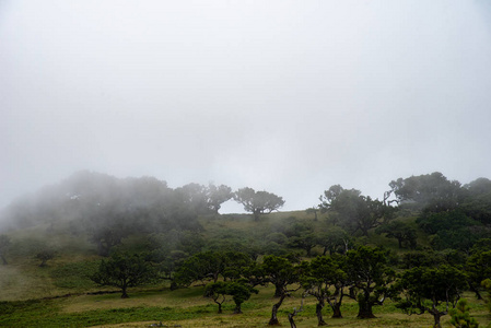 照片 草地 领域 墙纸 假期 乡村 海报 马德拉 森林 小山