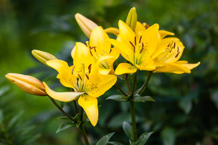 莲花 美丽的 夏天 花瓣 花的 百合花 植物学 春天 花园