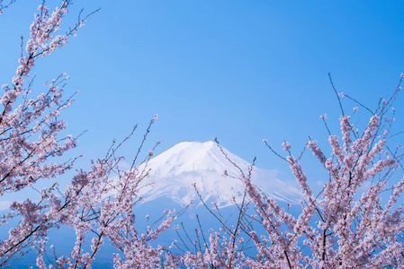 旅行 早晨 放松 公园 花园 景观 春天 土地 日本 和平