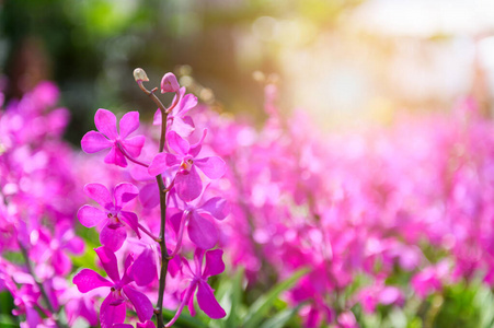 粉红色 开花 分支 特写镜头 盛开 美女 美丽的 紫色 花的