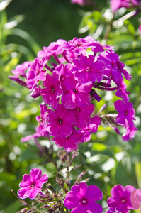 美丽的 自然 夏天 紫色 植物 盛开 美女 植物区系 特写镜头