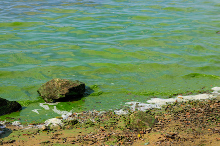 环境 夏天 自然 生态系统 污垢 沼泽 污染 浮游生物 生态学