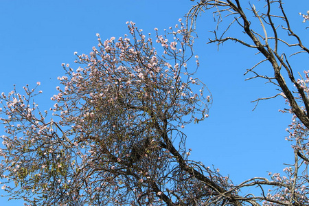 开花 村庄 天空 芳香 早晨 植物 植物区系 以色列 太阳