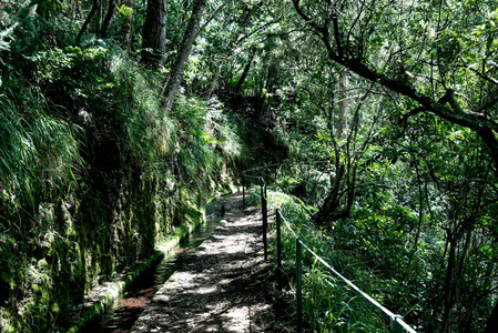 森林 人行道 楼梯 艺术照 步行 马德拉 走道 海报 自然