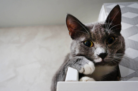 小猫 美丽的 哺乳动物 动物 基蒂 斑猫 面对 眼睛 肖像