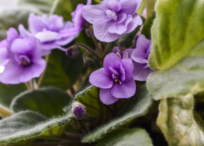 季节 开花 花瓣 自然 紫色 花的 特写镜头 美丽的 夏天