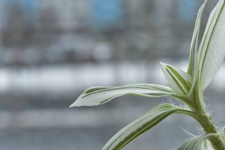 氧气 春天 树叶 花开 重量 特写镜头 纹理 分支 植物学