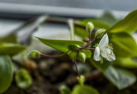 季节 植物 生长 颜色 树叶 自然 农业 特写镜头 美丽的