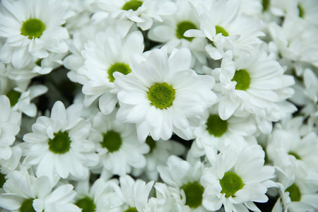 植物 自然 花束 菊花 花的 开花 纹理 特写镜头 花园