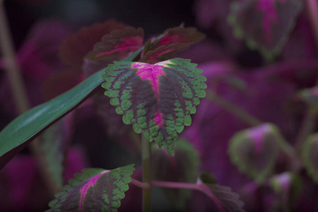 盛开 花园 颜色 植物区系 美丽的 花瓣 植物学 美女 植物