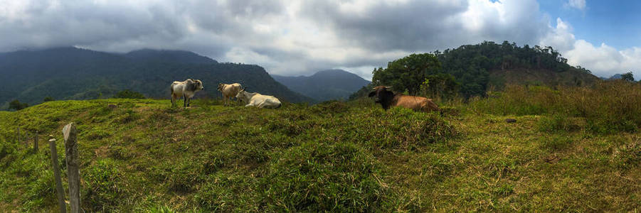 牧场 森林 乳制品 兽群 自然 吃草 美女 文化 农民 旅行