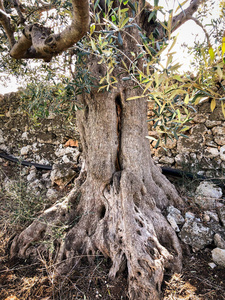 橄榄 自然 花园 世俗 木材 国家 地中海 风景 农事 普利亚