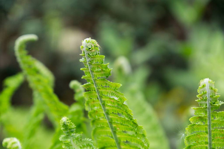 植物区系 森林 季节 植物学 墙纸 新的 春天 特写镜头