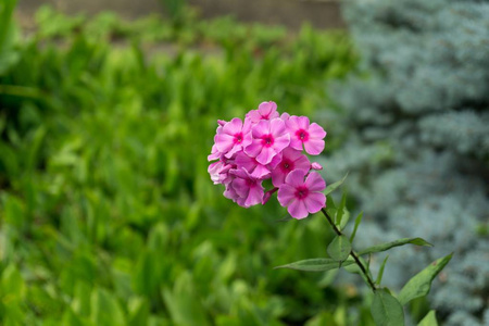 紫色 特写镜头 多年生植物 夏天 草药 紫罗兰 花的 花园