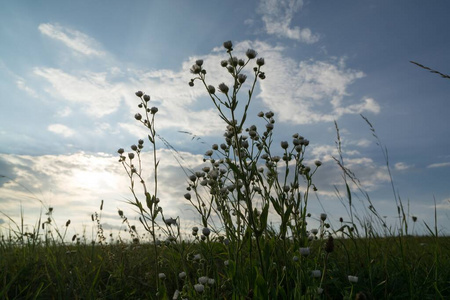 日落 开花 阳光 生长 花园 植物 场景 甜的 夏天 草地