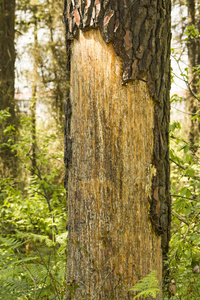 木材 剥皮 自然 阳光 外部 纹理 风景 森林 季节 环境