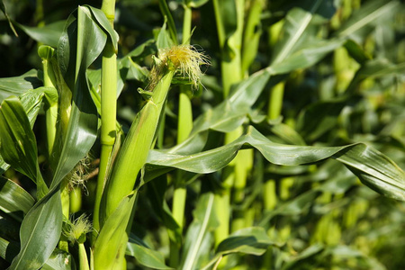 领域 玉米 农场 风景 植物 蔬菜 食物 生长 农事 夏天