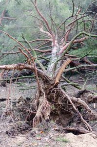 灾难 意外 树干 力量 龙卷风 碎片 自然 死亡 坠落 成熟