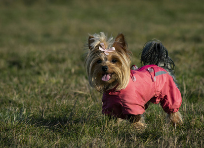 繁殖 衣服 自然 哺乳动物 漂亮的 约克 犬科动物 猎犬