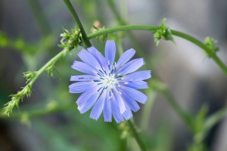 领域 野花 植物区系 美女 开花 植物学 植物 花瓣 颜色