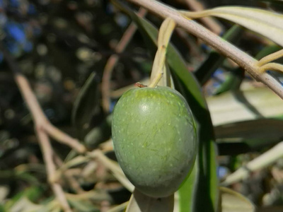 素食主义者 特写镜头 食物 花园 水果 植物 农场 夏天