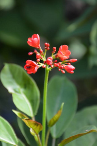 植物学 特写镜头 美丽的 植物区系 粉红色 春天 花粉 花瓣