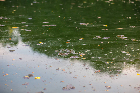 浪费 伤害 液体 变暖 行业 危险 池塘 污垢 炼油厂 植物