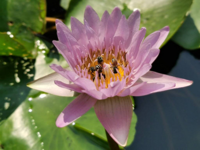 夏天 花瓣 百合花 池塘 紫色 蜜蜂 花园 美丽的 粉红色