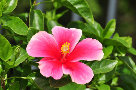 花园 颜色 开花 紫罗兰 花瓣 粉红色 夏天 特写镜头 紫色