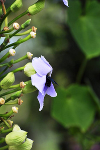 花园 紫色 夏天 特写镜头 植物 开花 紫罗兰 园艺 粉红色