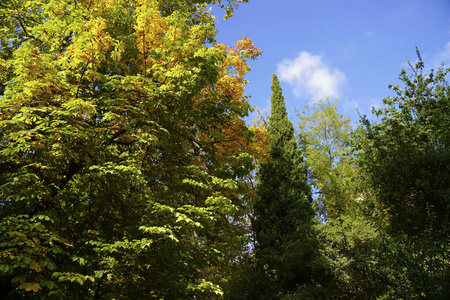 植物 美女 自然 天空 风景 松木 落下 秋天 森林 树叶