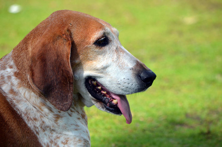 犬科动物 鼻子 舌头 动物 眼睛 宠物 特写镜头