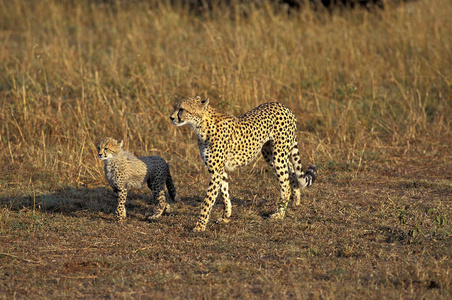 猫科动物 野生动物 食肉动物 动物 成人 朱雀 猎豹 非洲