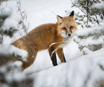 傍晚 哺乳动物 动物 野生动物 狐狸 凝视 冬天 自然 家庭