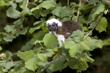 轮廓 动物 成人 绒猴 灵长类动物 美国 野生动物 照片