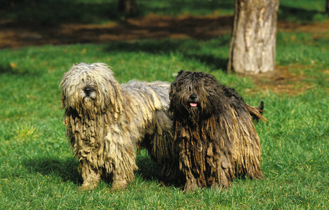 照片 犬科 成人 动物 宠物