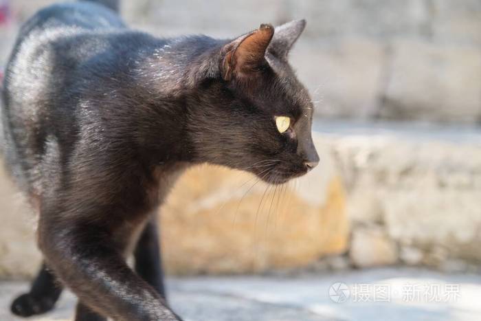 美丽的成年黑猫，耳朵受伤的街头掠食者，复制空间