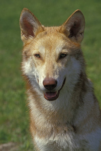 动物 照片 犬科 成人 肖像 宠物