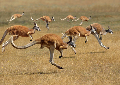 照片 动物 澳大利亚 袋鼠 轮廓 哺乳动物 运动 野生动物