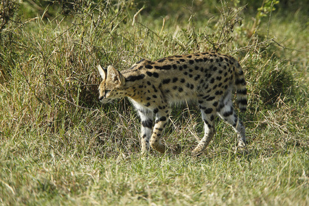 服务 成人 动物 猫科动物 肯尼亚 照片 野生动物 非洲